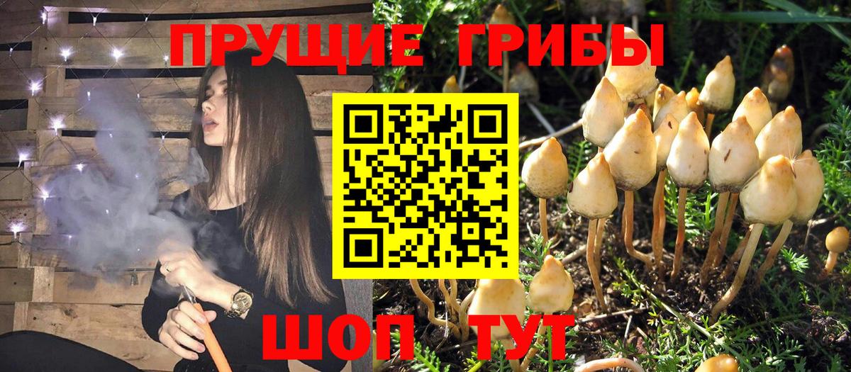 Псилоцибиновые грибы MAGIC MUSHROOMS  Вход с VPN  Тихвин 